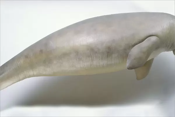 Model of dugong, side view