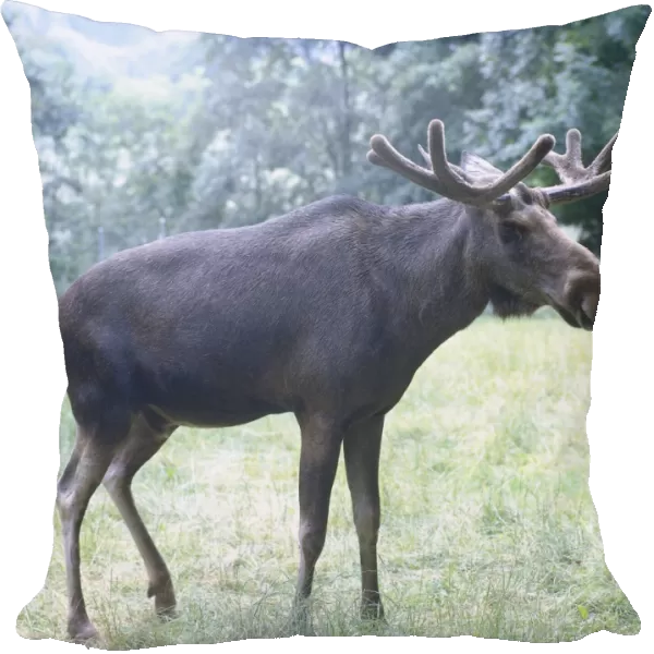 Moose (Alces alces) standing in grass, side view