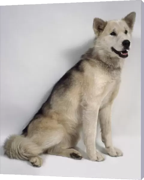 Greenland Dog (Gronlandshund), seated