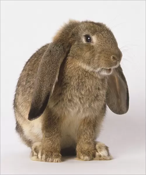 A brown lop-eared Rabbit (Leporidae), profile view