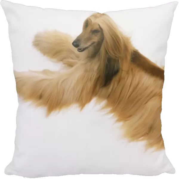 Afghan hound (Canis familiaris), view from above