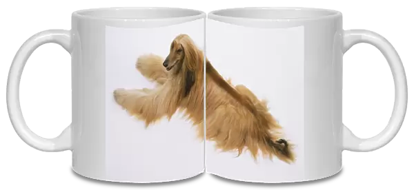 Afghan hound (Canis familiaris), view from above