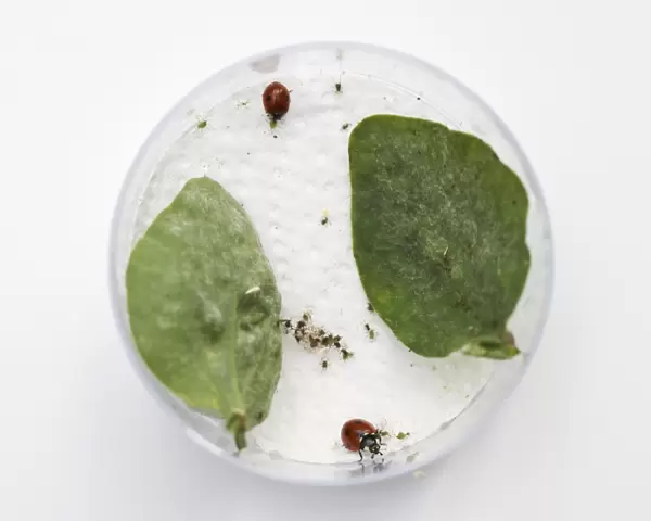 Two ladybirds eating greenflies (aphids) on petri dish, with two leaves on it