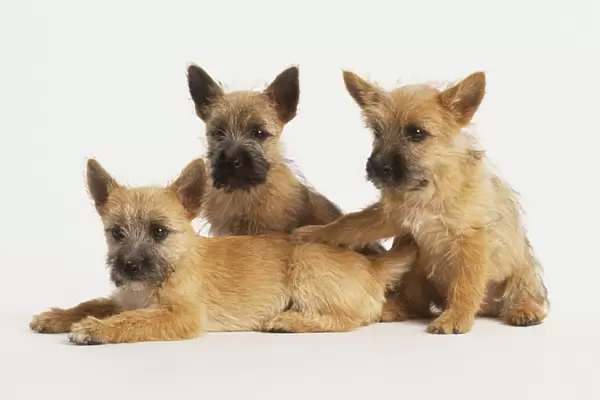 Three tan Puppies (Canis familiaris) huddled together, two sitting and one lying on its front, side view