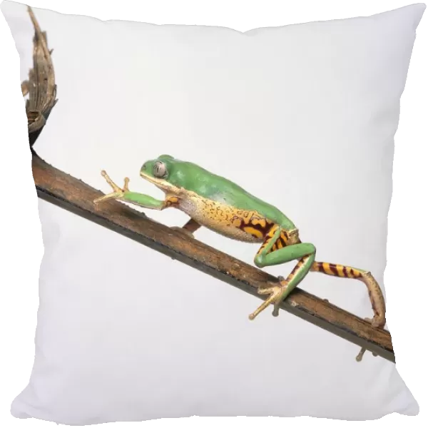 Orange-sided leaf frog (Phyllomedusa hypochondrialis) climbing up a stem, side view
