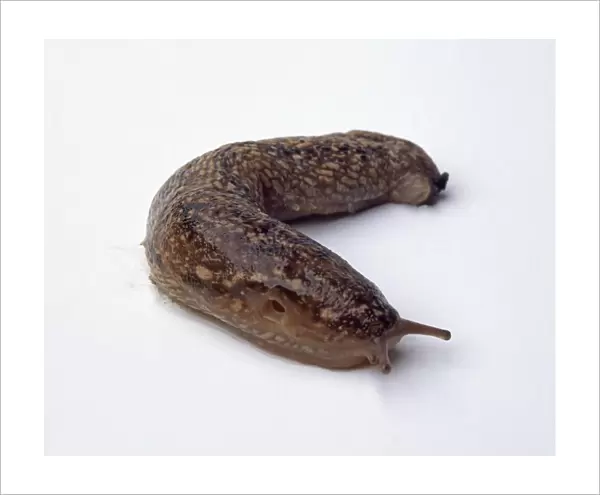 Kerry slug (Geomalacus maculosus)