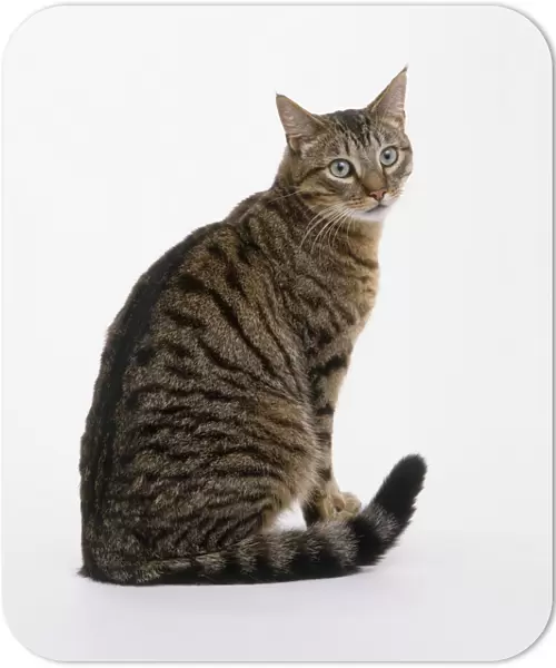 A seated grey tabby cat, facing forward