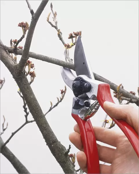 Cutting branch using secateurs