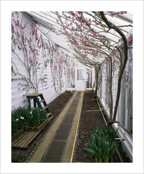 Peach and nectarine blossom on espalier trained fans in a traditional lean-to greenhouse