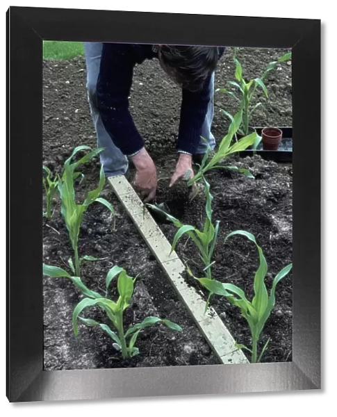 Man planting sweetcorn in blocks of staggered rows to encourage wind pollination