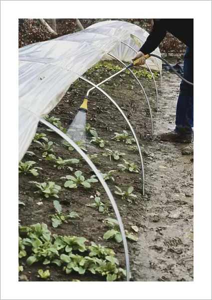 Man is using hose to water young plants inside plastic tunnel cloche