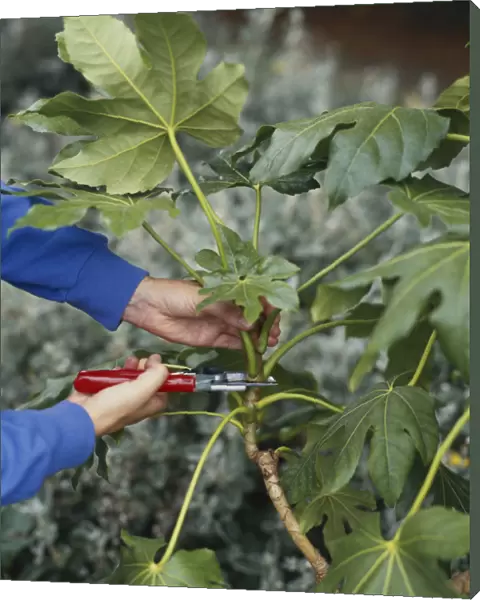 Using secateurs to remove semi-ripe Fatsia japonica shoot, close-up