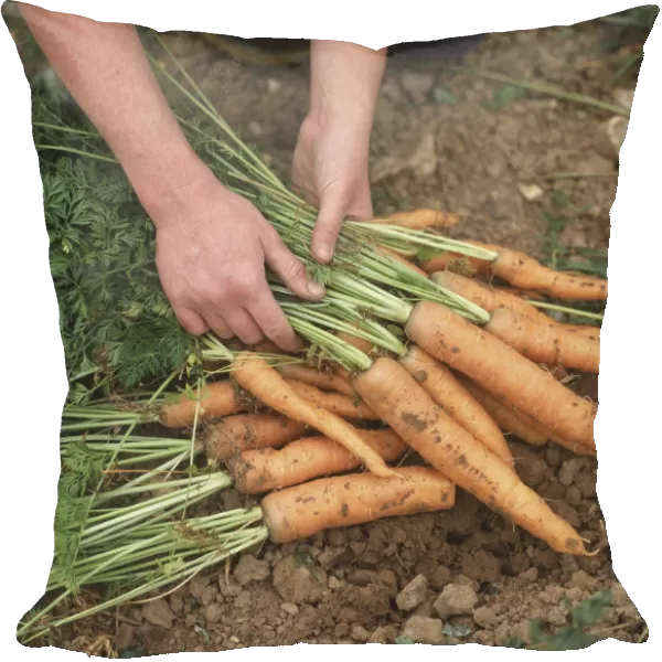 Hands holding freshly pulled carrots, high angle view