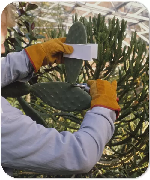 Man removing section from Opuntia ficus-indica (Prickly pear cactus) with piece of paper, wearing protective gloves (propagating from stem sections)