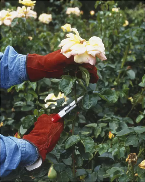 Rosa, faded Rose flowerhead being cut with pruning shears to stimulate the production of new flowering shoot from stalk, side view