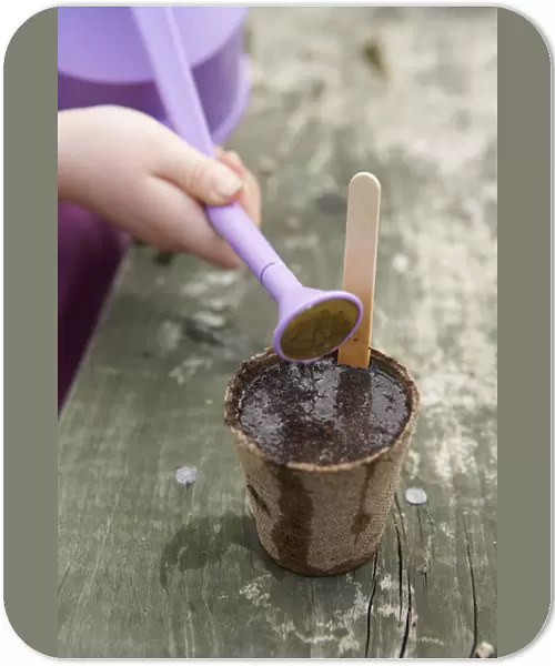 Hand watering seeds in small biodegradable pot with watering can
