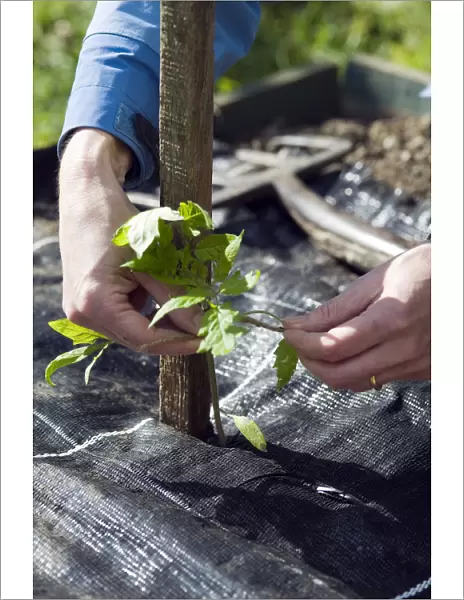 Person tying tomato plant seedling to wooden support above mulch sheet