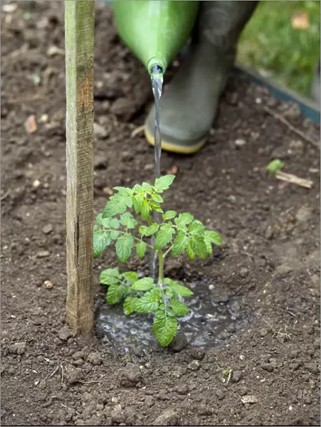 Using watering can to water tomato plant