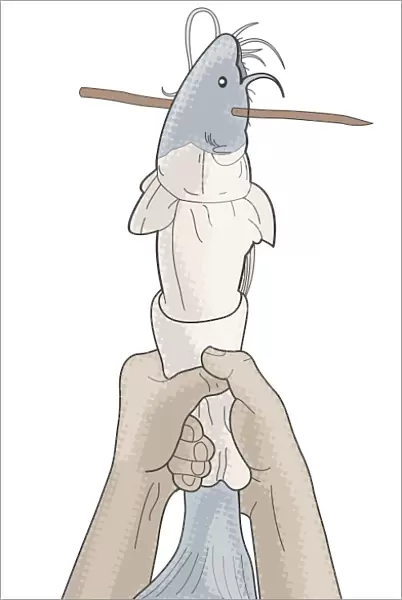 Digital illustration of skinning a fish
