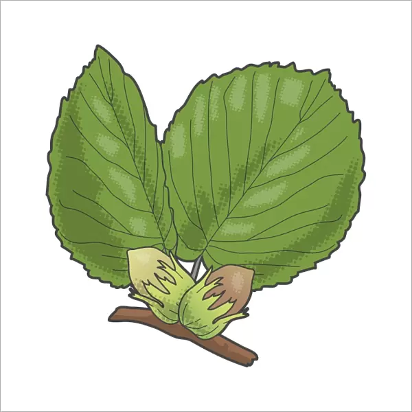 Digital illustration of Corylus (Hazel), green leaves and nuts on stem
