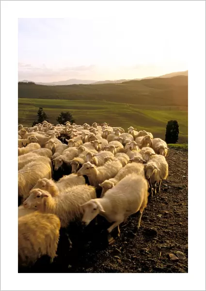 Italy. Tuscany. Flock of Sheep