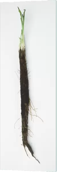 Scorzonera Long Black