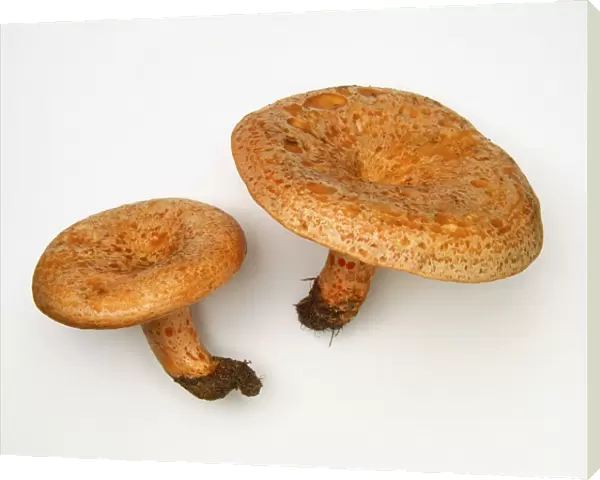 Lactarius deliciosus (Saffron milk cap), brown mushrooms