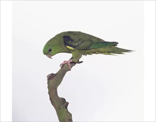 Lineolated parakeet (Bolborhynchus lineola), perching on a branch, side view