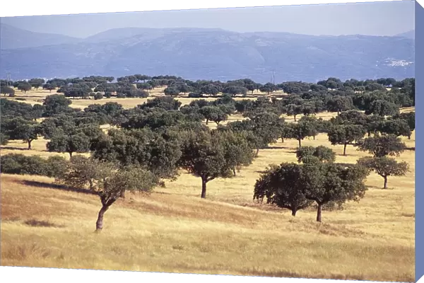 Spain, Extremadura, Monfrague National Park, landscape near Villarreal de San Carlos