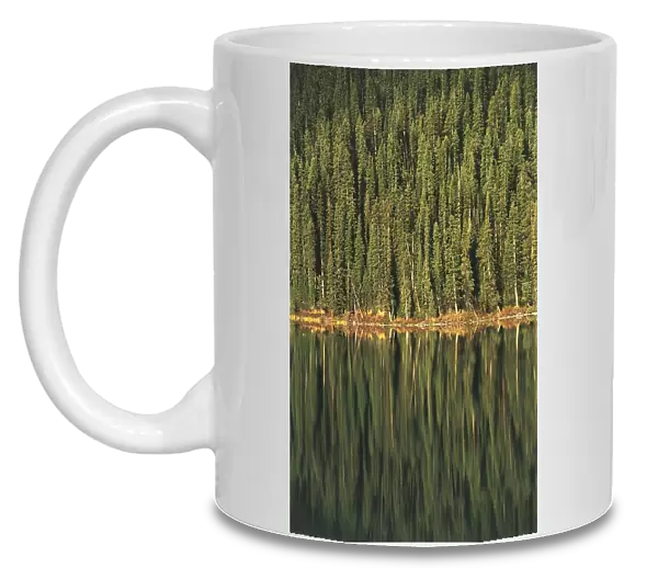 Canada, Alberta, Banff National Park (UNESCO World Heritage List, 1984, 1990). Conifer forest around Louise Lake