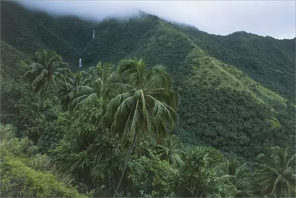 French Polynesia, Marquesas Islands, tropical vegetation on Nuku hiva Island