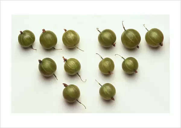 Several round green gooseberries, with stems. The gooseberry has natural pectuse in it, which causes the fruit to make for excellent jellies