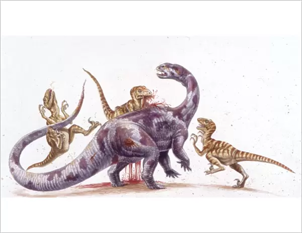 Palaeozoology, Cretaceous period, Dinosaurs, Deinonychus and Tenontosaurus, illustration