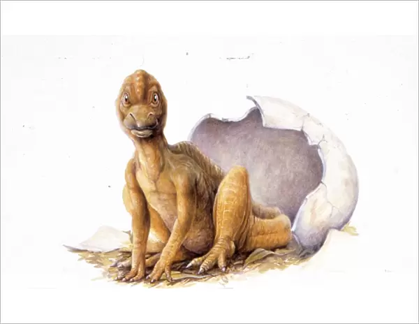 Illustration of Maiasaura egg hatching