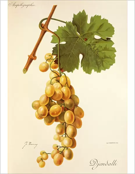 Djendalli grape, illustration by J. Troncy