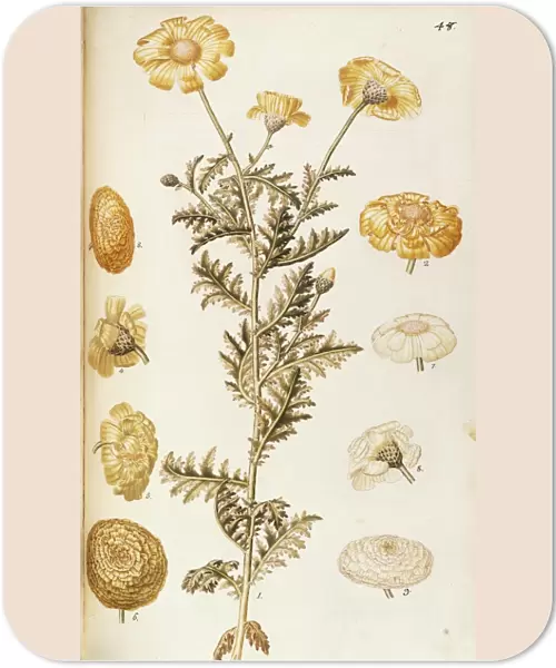 Asteraceae or Compositae, Crown Daisy or Garland Chrysanthemum (Chrysanthemum coronarium). Herbaceous perennial plant for flower beds, spontaneous in Italy, by Francesco Peyrolery, watercolor, 1756