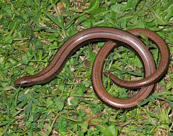 Slow-worm. Anguis Fragilis