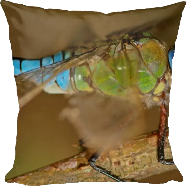 Dragonfly. Anax Imperator