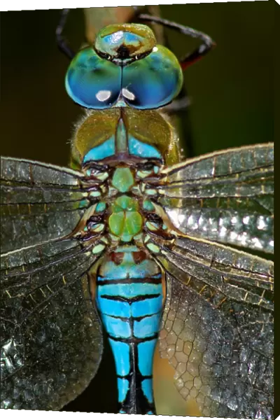 Dragonfly. Anax Imperator
