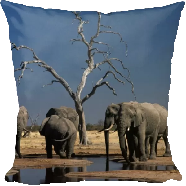 Elephants. Botswana. Africa