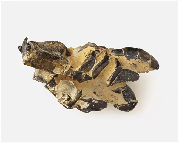 Mud Lobster (Thalassina anomala) fossil, ventral view