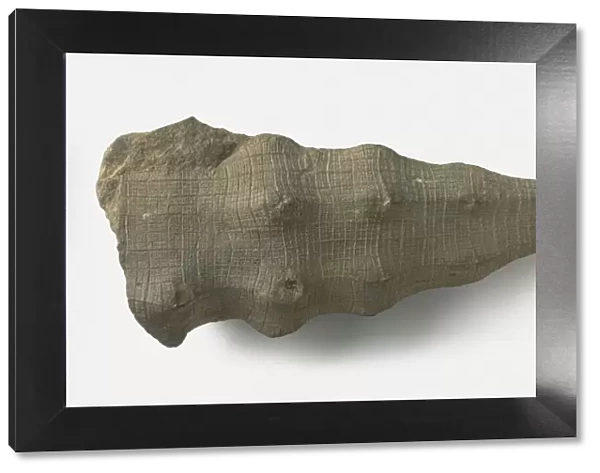 Hydnoceras (Glass Sponge), a type of invertebrate fossil, late Devonian-Carboniferous era
