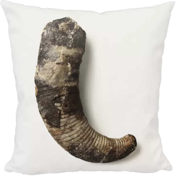 Cyrtoceras (Nautiloid) shell, Ordovician era