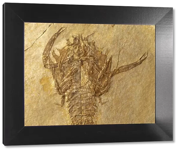 Eryon decapod crustacean, fossilised in limestone