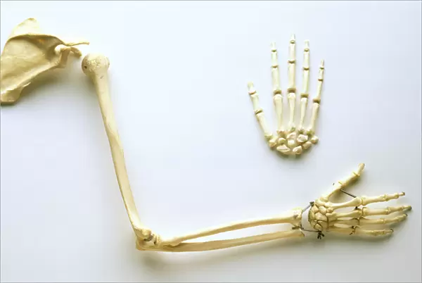 Human arm bones, shoulder blade, humrus leading to elbow joint, ulna and radius extending