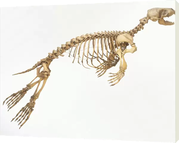 Skeleton of a Harbour seal (Phoca vitulina) in motion, side view