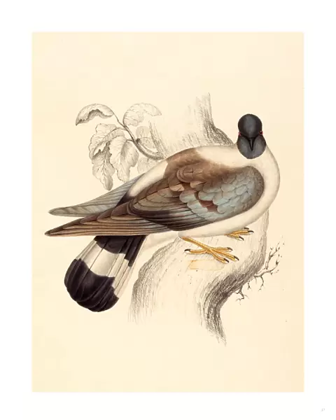 Elizabeth Gould (british, 1804 1841 ), Columba Leuconota (snow Pigeon), Colored Lithograph