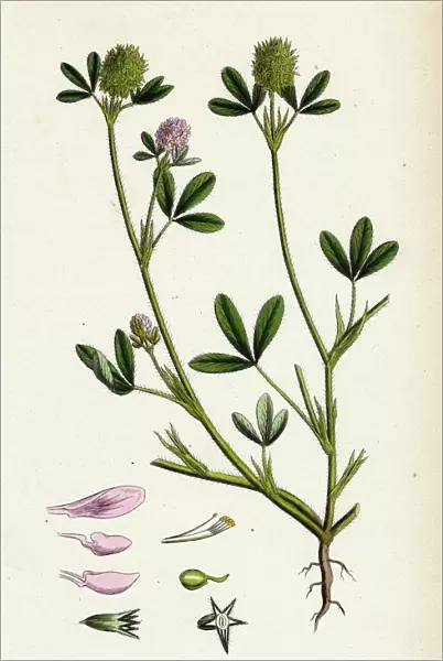 Trifolium maritimum, Teasel-headed Trefoil