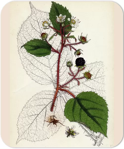 Rubus glandulosus, Glandular-stemmed Bramble