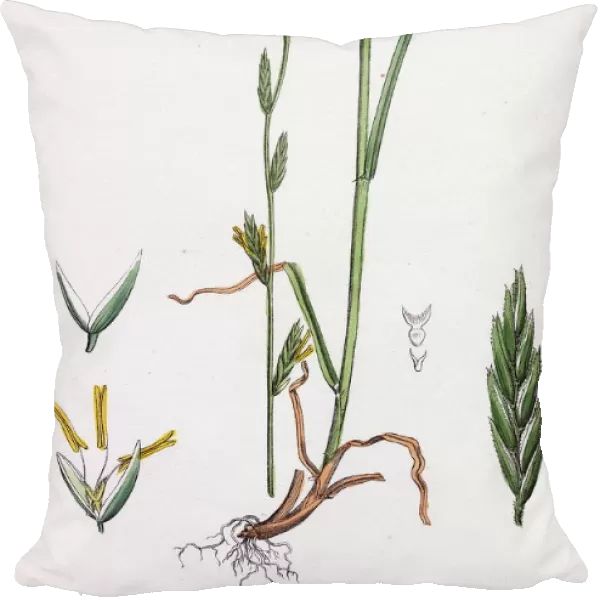 Festuca pratensis, var. loliacea, Meadow Fescue-grass, var. B